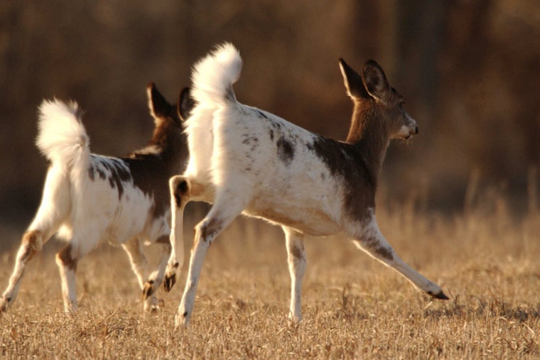 Ghostly Deer Duo Stuns Hikers in Long Island Pine Barrens