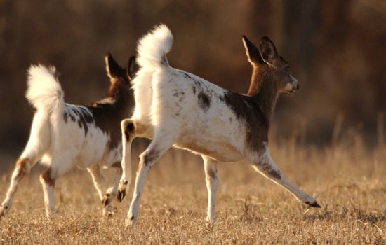 Ghostly Deer Duo Stuns Hikers in Long Island Pine Barrens