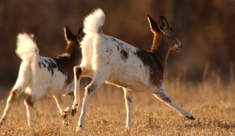Ghostly Deer Duo Stuns Hikers in Long Island Pine Barrens