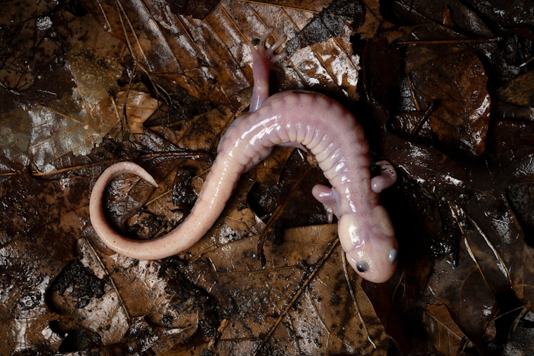 Ghostly White Salamander Stuns Fairfield County Nature Lovers