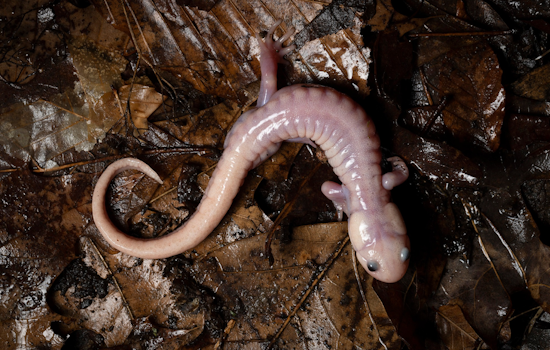 Ghostly White Salamander Stuns Fairfield County Nature Lovers
