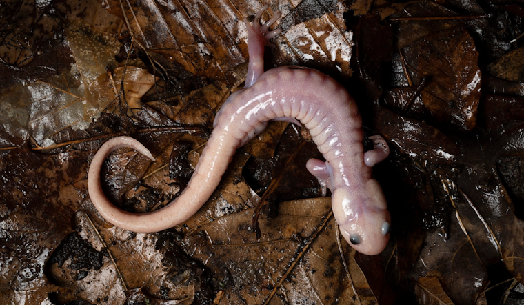 Ghostly White Salamander Stuns Fairfield County Nature Lovers