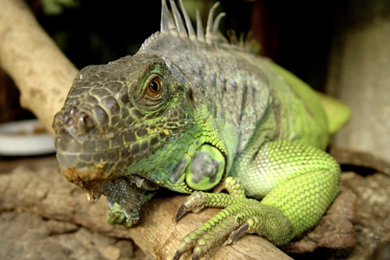 Giant Green Iguana Stuns Tampa School Librarian At Morning Drop-Off