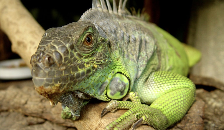Giant Green Iguana Stuns Tampa School Librarian At Morning Drop-Off