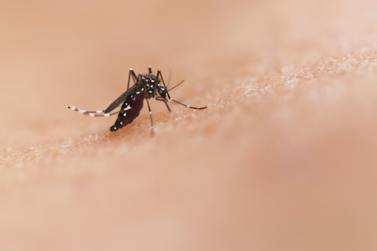 Giant Mosquito Killer Drones Swarm Merritt Island Marshes
