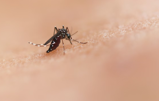 Giant Mosquito Killer Drones Swarm Merritt Island Marshes