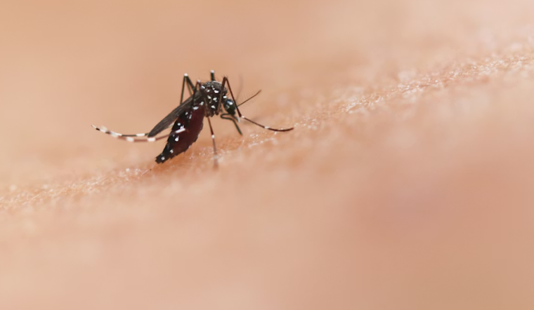 Giant Mosquito Killer Drones Swarm Merritt Island Marshes