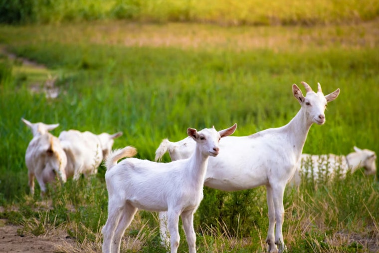 Goats Hit Sacramento Lots As Weed Crackdown Looms