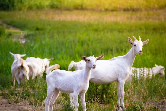 Goats Hit Sacramento Lots As Weed Crackdown Looms