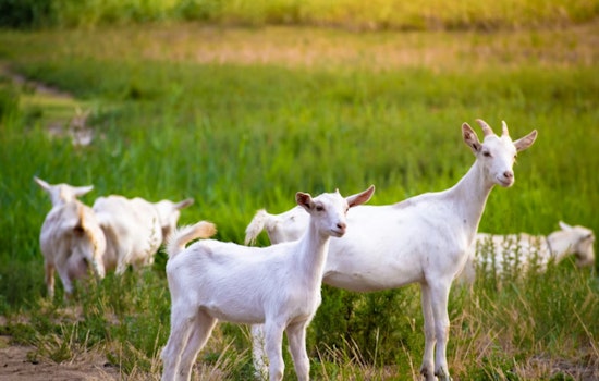 Goats Hit Sacramento Lots As Weed Crackdown Looms