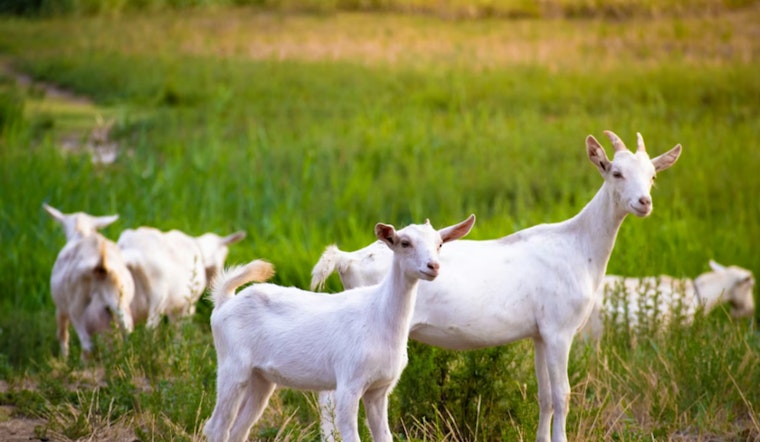 Goats Hit Sacramento Lots As Weed Crackdown Looms