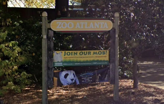 Grant Park Roars Back As Zoo Atlanta Snags Two New Pandas