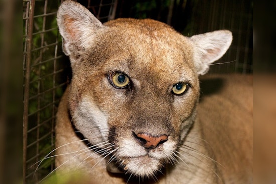 Griffith Park To Install Bronze Memorial For P-22