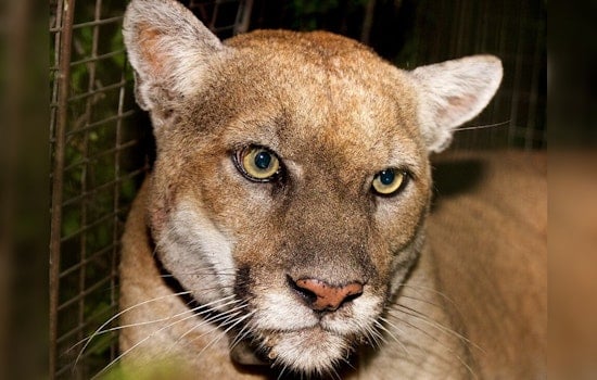 Griffith Park To Install Bronze Memorial For P-22