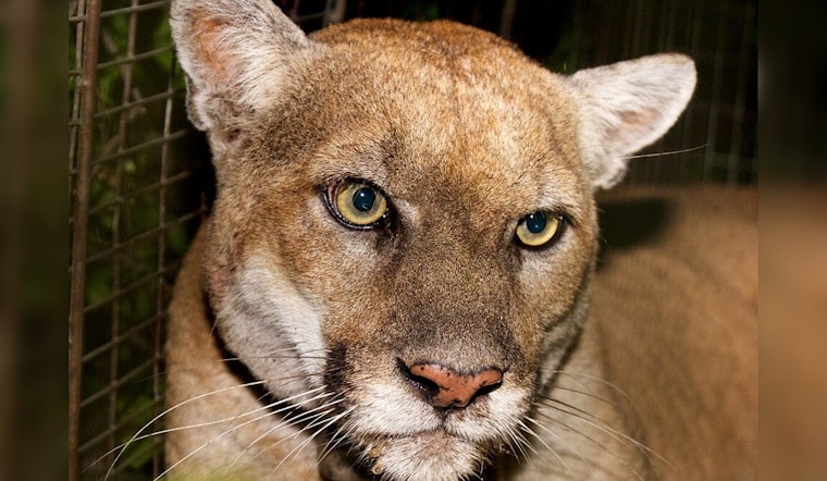 Griffith Park To Install Bronze Memorial For P-22