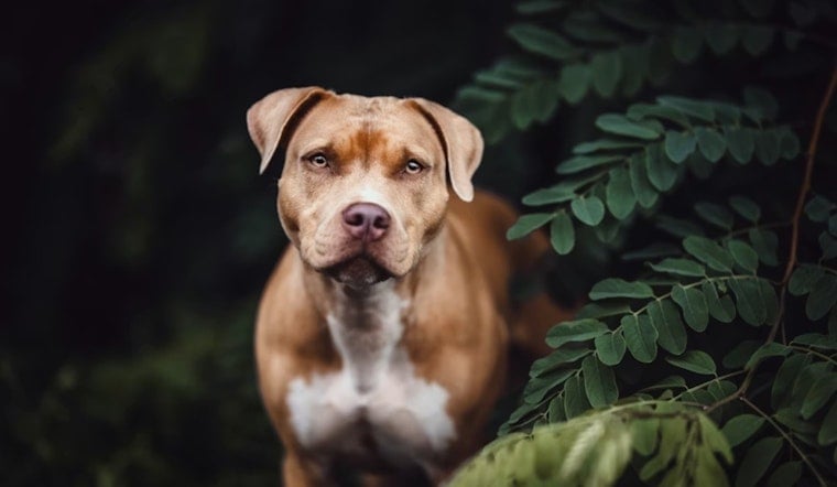 Hamilton Woman, 72, Mauled on Willow Avenue, Rushed to UC After Pit Bull Attack