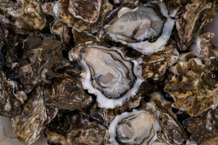 Hammersley Inlet Oyster Scare Rattles West Coast Diners