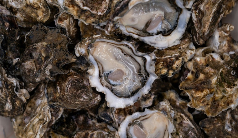 Hammersley Inlet Oyster Scare Rattles West Coast Diners