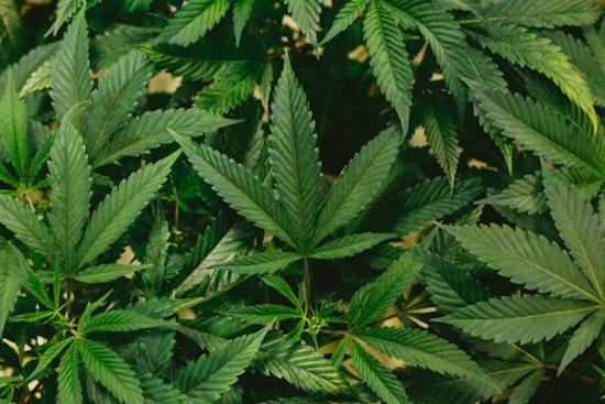Harrisburg Pot Showdown, Senate Stalls Pa. Legal Weed Push