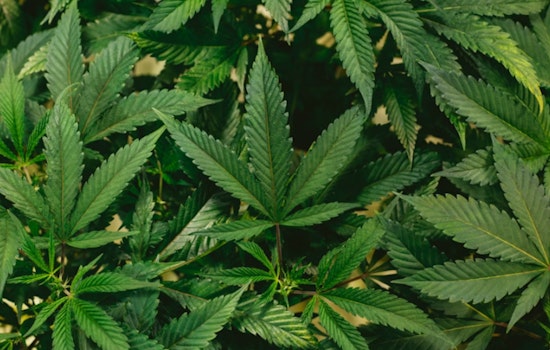 Harrisburg Pot Showdown, Senate Stalls Pa. Legal Weed Push
