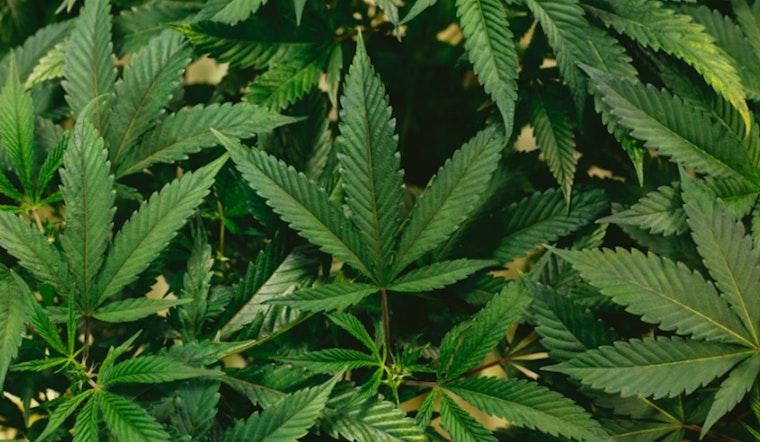 Harrisburg Pot Showdown, Senate Stalls Pa. Legal Weed Push