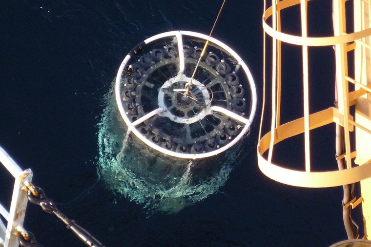 Hawaii's Microscopic Ocean Army Survives by Taking Turns, Study Says