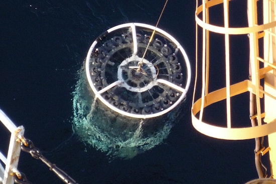 Hawaii's Microscopic Ocean Army Survives by Taking Turns, Study Says