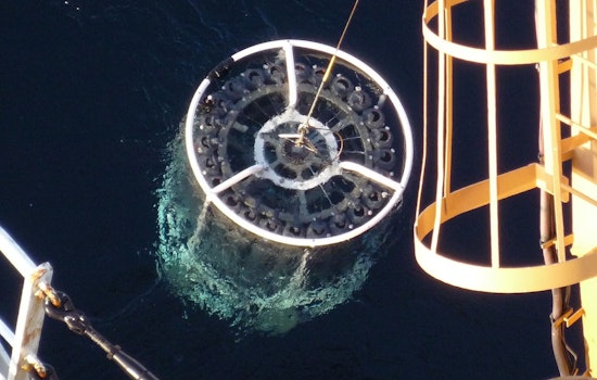 Hawaii's Microscopic Ocean Army Survives by Taking Turns, Study Says