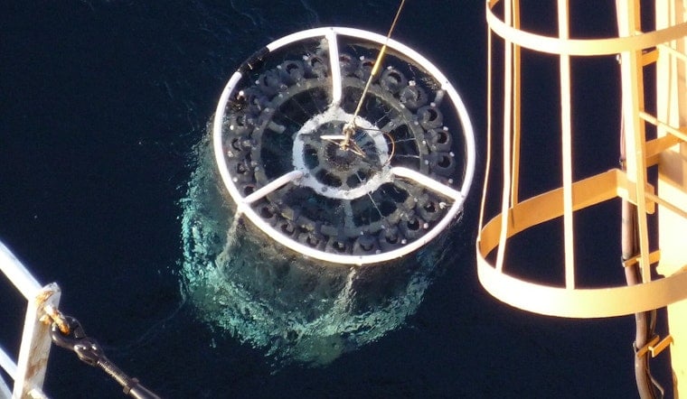Hawaii's Microscopic Ocean Army Survives by Taking Turns, Study Says