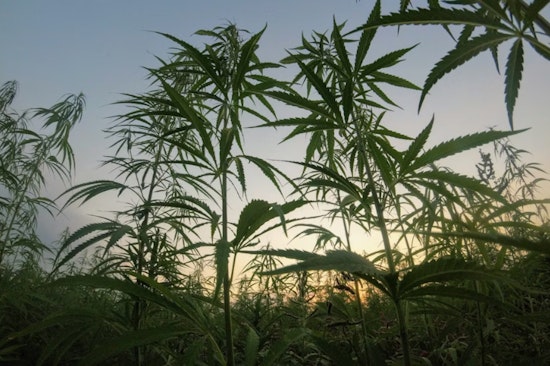 Healey Axes Pot Watchdog Board, Races To Reset Weed Rules Before 4/20