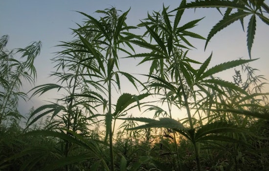 Healey Axes Pot Watchdog Board, Races To Reset Weed Rules Before 4/20