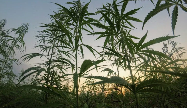 Healey Axes Pot Watchdog Board, Races To Reset Weed Rules Before 4/20