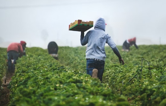 Healey Hunger Task Force Scrambles to Save SNAP for 150,000 Bay Staters