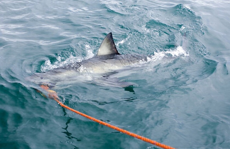 Hermosa Beach Pier Fisherman Rescues Hooked Great White Shark