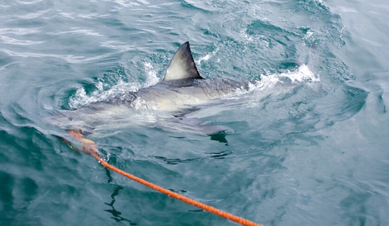 Hermosa Beach Pier Fisherman Rescues Hooked Great White Shark