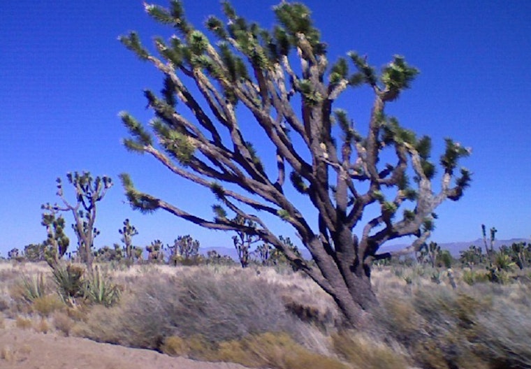 High Winds Roar Through Mojave Desert: 60 MPH Gusts Expected Wednesday