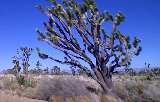 High Winds Roar Through Mojave Desert: 60 MPH Gusts Expected Wednesday