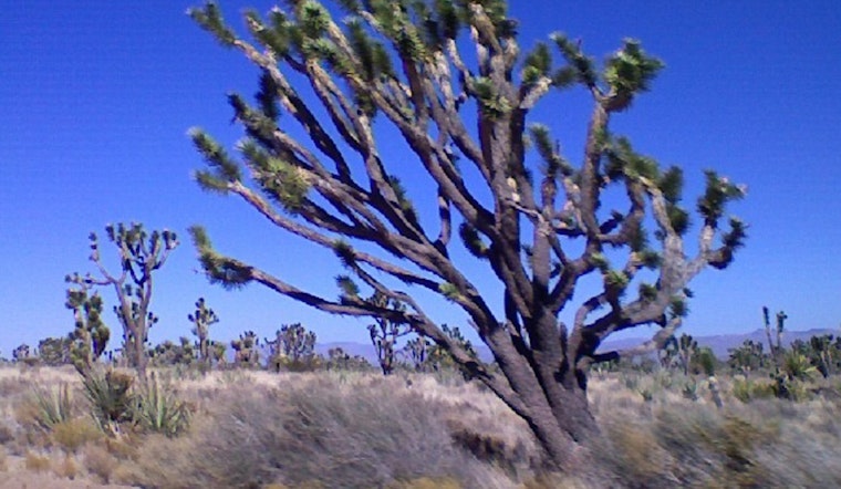 High Winds Roar Through Mojave Desert: 60 MPH Gusts Expected Wednesday