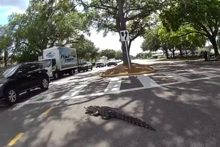 Highway Showdown as Tampa Deputies Snag 7-Foot Gator on Dale Mabry