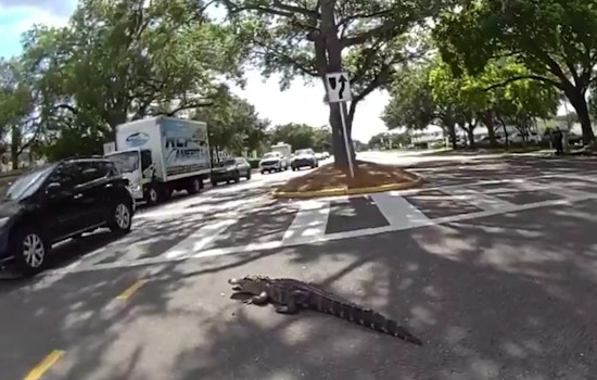 Highway Showdown as Tampa Deputies Snag 7-Foot Gator on Dale Mabry