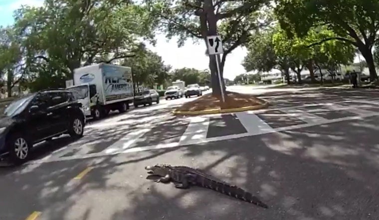 Highway Showdown as Tampa Deputies Snag 7-Foot Gator on Dale Mabry