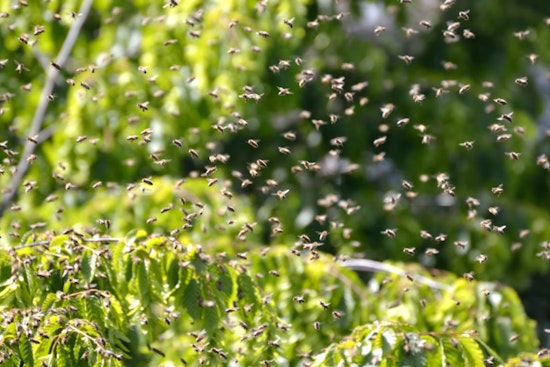 Bee Swarm Chaos on Lookout Mountain as Hiker Airlifted Off North Phoenix Trail