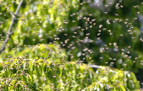 Bee Swarm Chaos on Lookout Mountain as Hiker Airlifted Off North Phoenix Trail