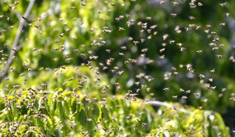 Bee Swarm Chaos on Lookout Mountain as Hiker Airlifted Off North Phoenix Trail