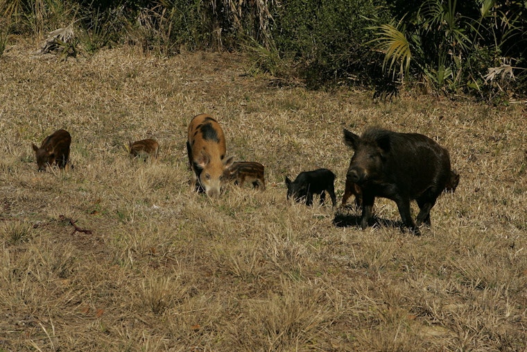 Hog Wild: Feral Swine Crash Salado Creek Trail Near Frost Bank Center