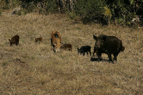 Hog Wild: Feral Swine Crash Salado Creek Trail Near Frost Bank Center