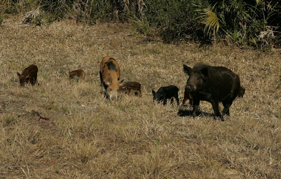 Hog Wild: Feral Swine Crash Salado Creek Trail Near Frost Bank Center
