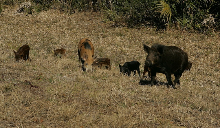 Hog Wild: Feral Swine Crash Salado Creek Trail Near Frost Bank Center