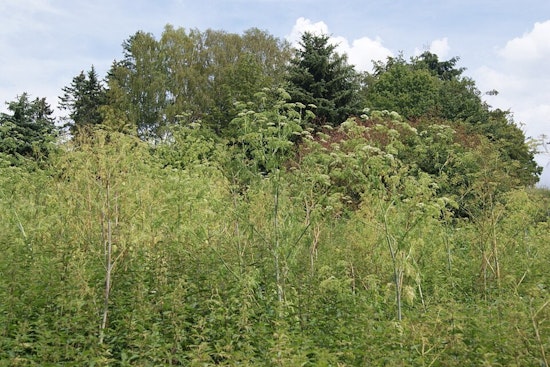Holden Arboretum Races To Shield Northeast Ohio's Hemlocks From Tiny Killer