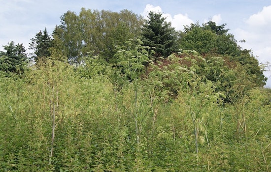 Holden Arboretum Races To Shield Northeast Ohio's Hemlocks From Tiny Killer